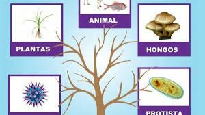 Clasificación de los 5 reinos de animales