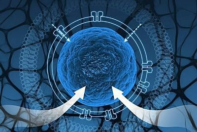 Células sintéticas para aislar circuitos genéticos