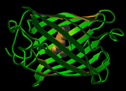 Marcadores de Proteínas fluorescentes