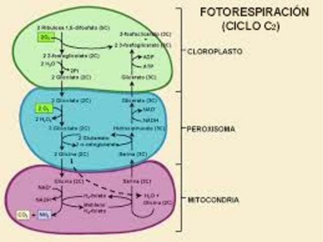 Primeras medidas cuantitativas de la fotosíntesis