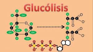 Productos en la glucólisis