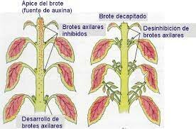 Teoría hormonal del desarrollo vegetal