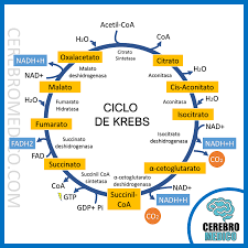 Ciclo de Krebs