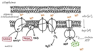 Fosforilación oxidativa
