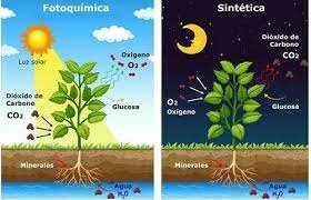 Fases de la fotosíntesis