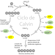 Ciclo de Calvin