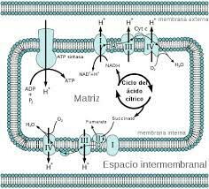 Hipótesis quimiosmótica de síntesis de ATP