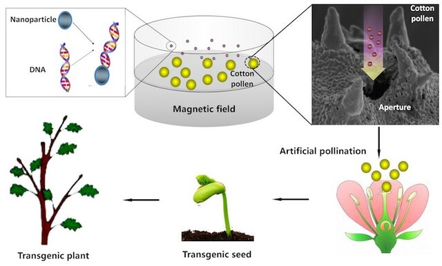 Transformación genética