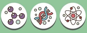 ADN polimerasa de las células de E. Coli