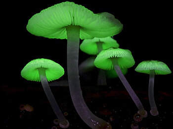 El uso de la bioluminiscencia como marcador