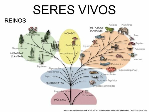 Clasificación de los seres vivos en reinos