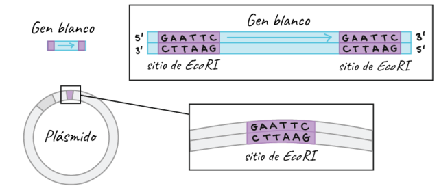 Enzimas de Restricción