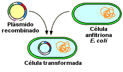 Transformación con E. coli