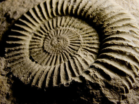 Paleozoik