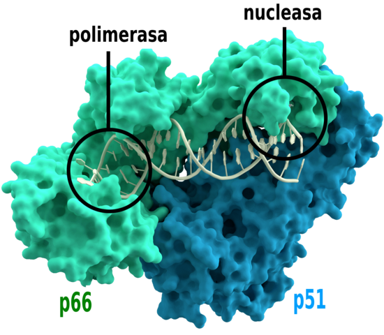 Transcriptasa Reversa