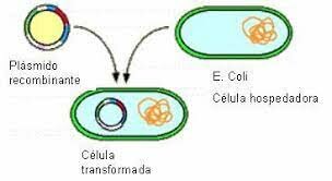Transformación con E. coli