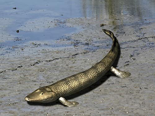 Tiktaalik