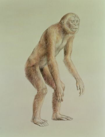 Primates se ponen a dos pies