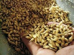 Tratamiento de las semillas de Rietun (1913)