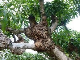 Primer método de control biológico de New y Kerr (1972)