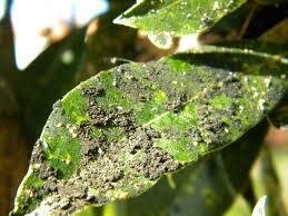 Jones publicó la intervención de las enzimas citoliticas (1905)