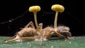 Mechan y Murphy, el hongo Helmini hosporium (1947)