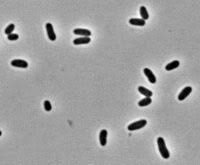 Klambt y los chicharos (1966)