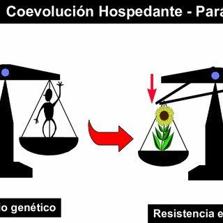Primeros estudios sobre la herencia de la resistencia a las enfermedades (1900)
