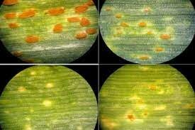 Barms y la variabilidad genética de los patógenos (1911)