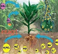 La resistencia a las enfermedades (196-1963)