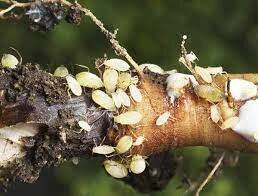 Estudios sobre los fitoparásitos (1913 a 1932)