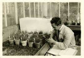 Flagelados que infectaban el floema de los cafetales (1931)