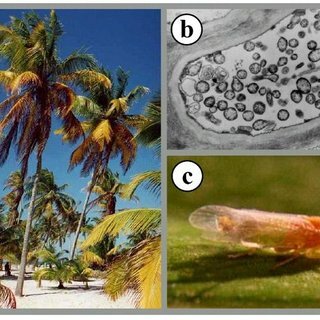 Flagelados asociados a varias enfermedades (1976)