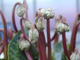 Micoplasmas en el floema de las plantas (1967)