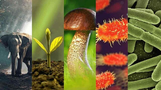 Esquema de la clasificación