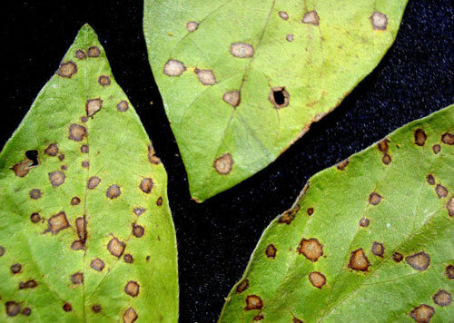 La enfermedad de la hoja redondeada (1972)