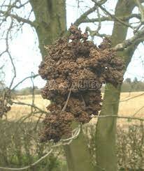 La agalla de la corona (1877)