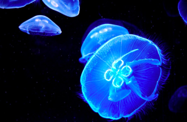 Marcadores de Bioluminiscencia