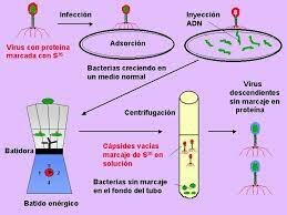 La proteína y el ácido nucleico del virus (1956)