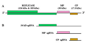 La secuencia completa del virus del mosaico del tabaco (1982)