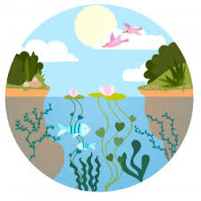 Energía en los ecosistemas