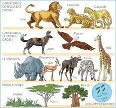 Interés en el estudio de ecosistemas
