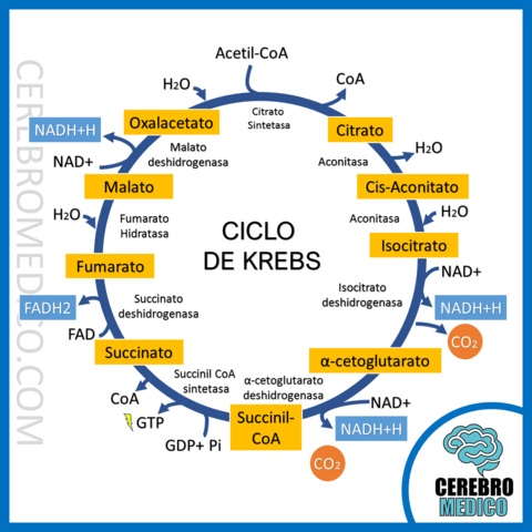 Ciclo de Krebs