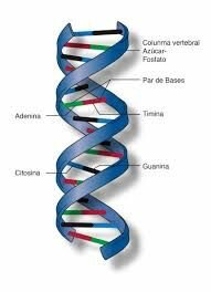 Se publica la estructura en doble hélice del ADN