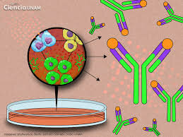 Anticuerpo monoclonal