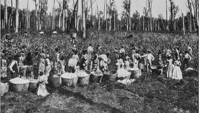 Rise of the Cotton Industry