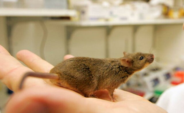 Los ratones y la genética