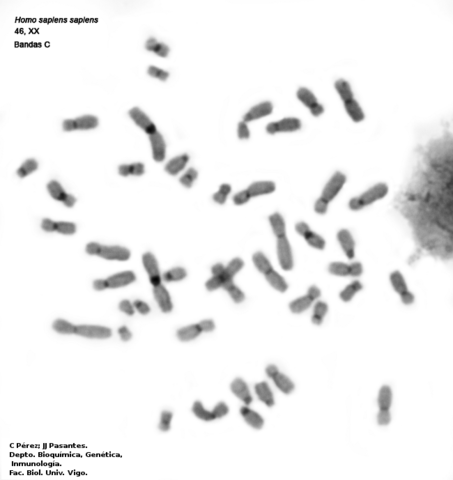 Papel de los cromosomas en la herencia