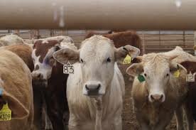 Mortalidad por enfermedades de ganado