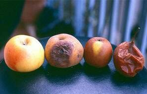 Los primeros experimentos de fermentación y putrefacción